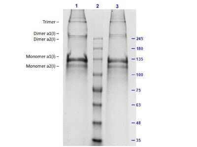 SDS-Page: Collagen I Native Protein [NBP1-97266] - SDS-PAGE Results of Human Collagen I. Lane 1: Human Collagen I Reduced (5.0ug). Lane 2: Opal Prestained Molecular Weight Marker. Lane 3: Human Collagen I Non-Reduced (5.0ug). 7.5% Gel, Coomassie Stained. Observed MW: Type I trimer, Type I dimer a1, a2, Type I monomer a1, a2.